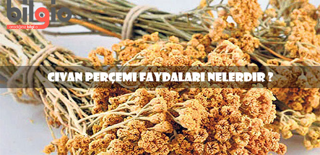 civanperçemi-faydaları-nelerdir