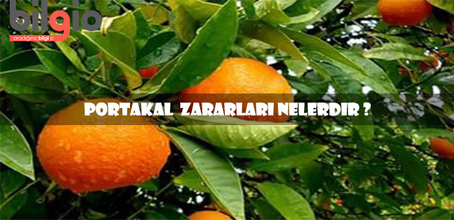 portakal-zararları
