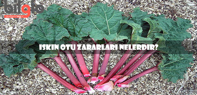 ışkın-otu-zararları