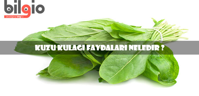 kuzu-kulağı-faydaları