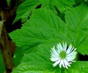 altin-muhur-otu-faydalari