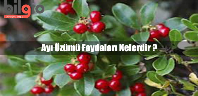 ayi-uzumu-faydalari