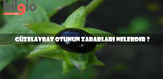 güzelavrat-otu-zararları
