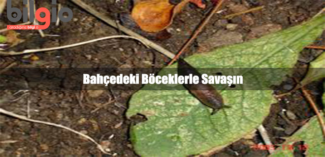 bahcedeki-boceklerden-kurtulma