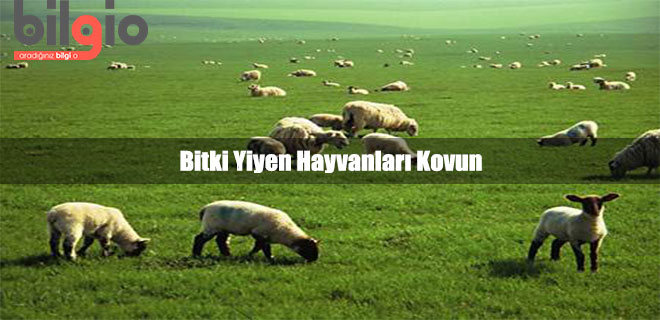 bitkiyiyenhayvanlar