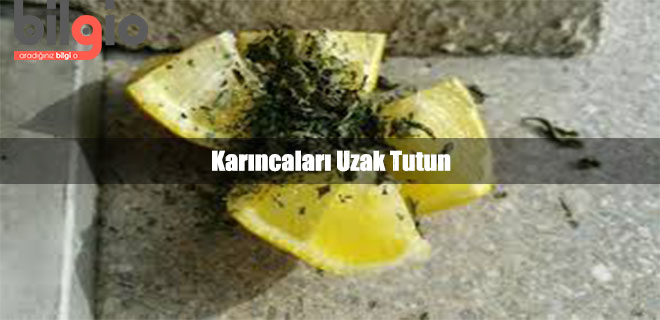 karincalari-uzak-tutma