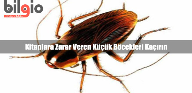 kucuk-bocekleri-kacirma