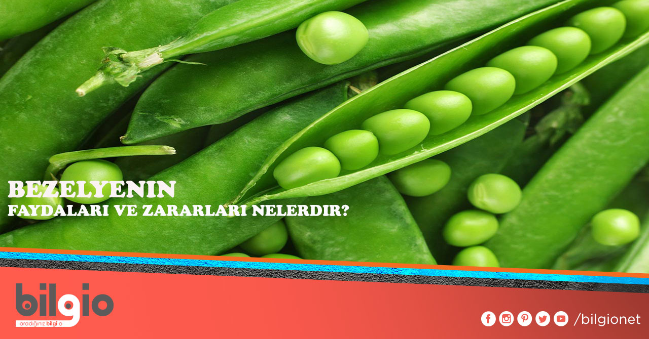 Baklagillerin Faydaları Zararları ve Protein Değerleri Baklagillerin Faydaları Zararları ve Protein Değerleri