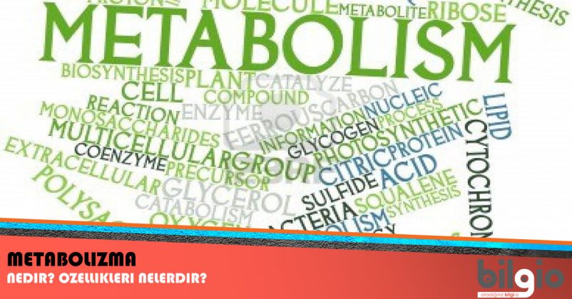 Metabolizma Nedir ? Görevi ve Özellikleri Nelerdir ? Metabolizma Nedir ? Görevi ve Özellikleri Nelerdir ?