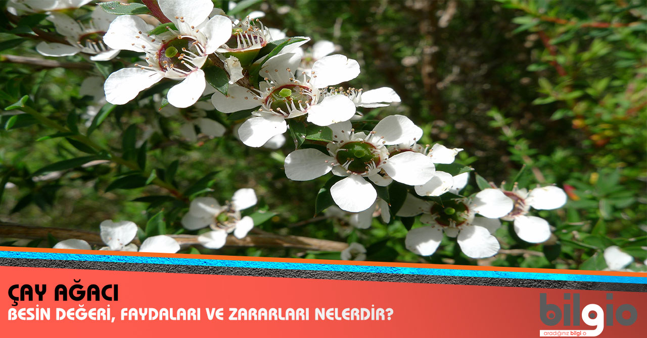 Hatmi Çiçeğinin Zararları Hatmi Çiçeğinin Zararları