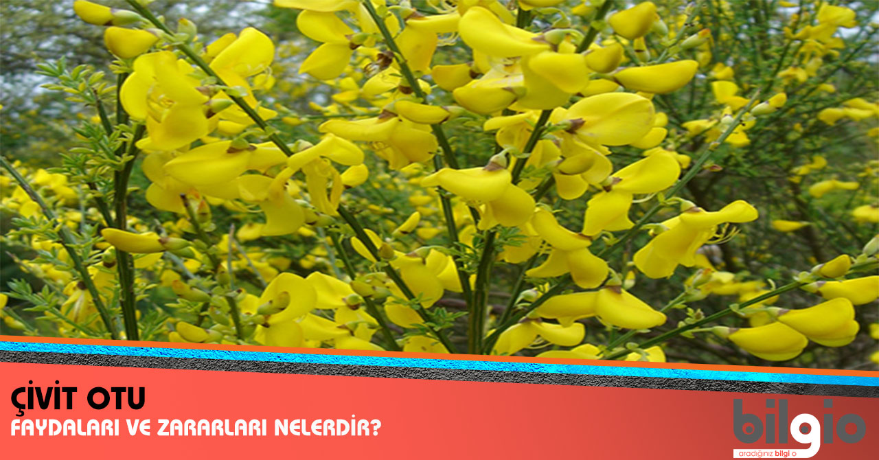 Kanser Otu Nedir Nasıl Kullanılır Kanser Otu Nedir Nasıl Kullanılır