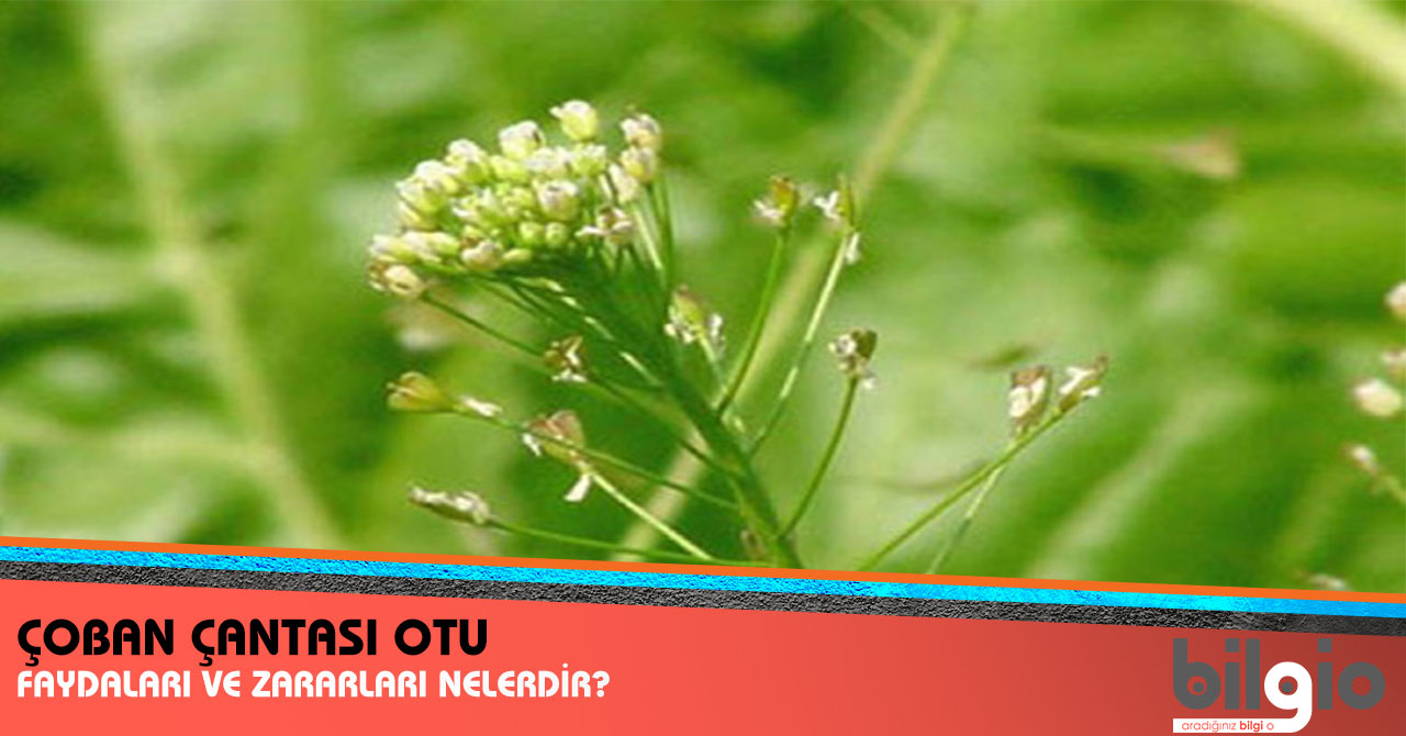 Haşhaş Yağının Faydaları Zararları Kullanımı Haşhaş Yağının Faydaları Zararları Kullanımı