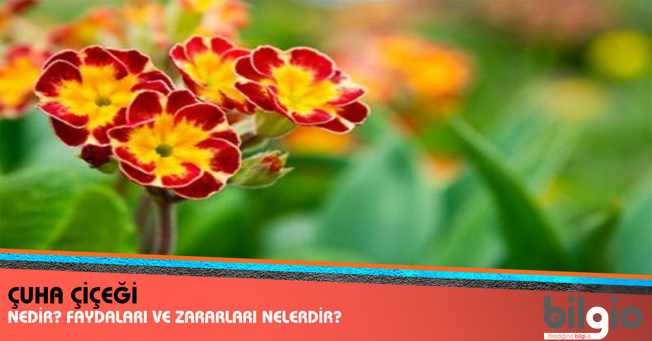 Contractubex Kullanımı ve Yan Etkileri Nelerdir Contractubex Kullanımı ve Yan Etkileri Nelerdir
