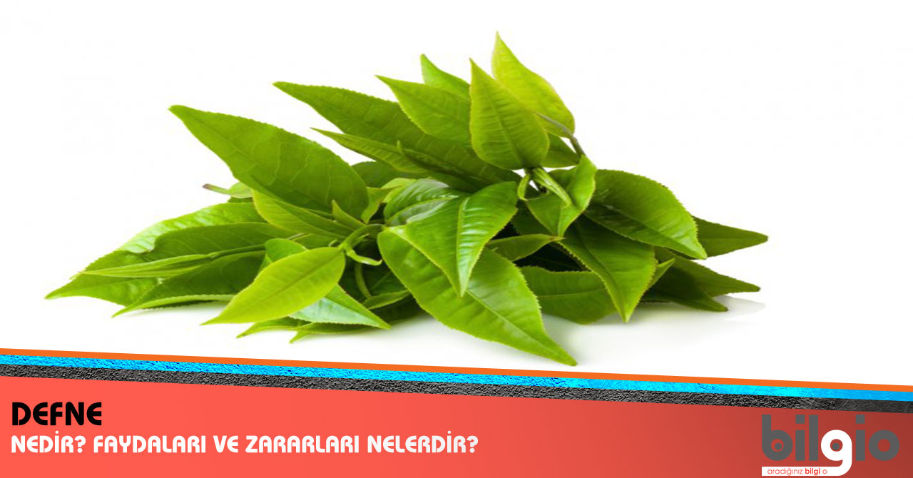 Defne Yaprağının Faydaları Defne Yaprağının Faydaları