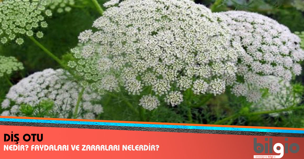 Diş Otu Neye İyi Gelir Diş Otu Neye İyi Gelir