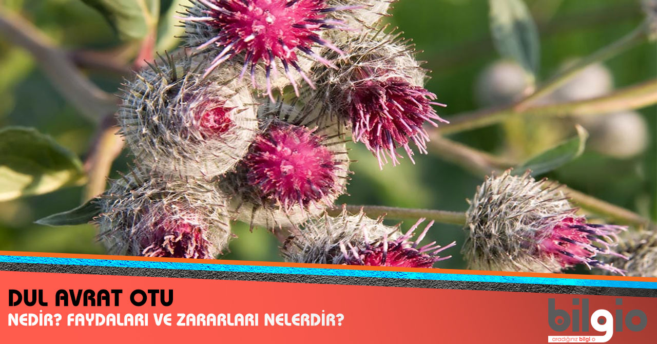 Dulavrat otunun faydaları hangi hastalıklara iyi gelir Dulavrat otunun faydaları hangi hastalıklara iyi gelir
