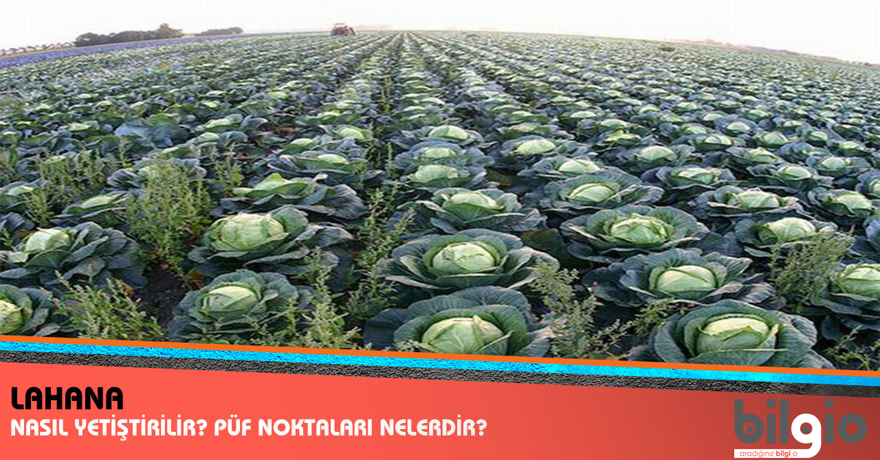 Mısır tarlası nasıl yetiştirilir Mısır tarlası nasıl yetiştirilir