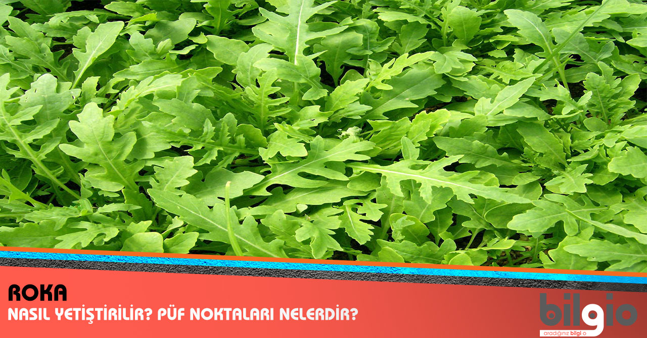 Rokanın Faydaları ve Yararları Nedir Rokanın Faydaları ve Yararları Nedir