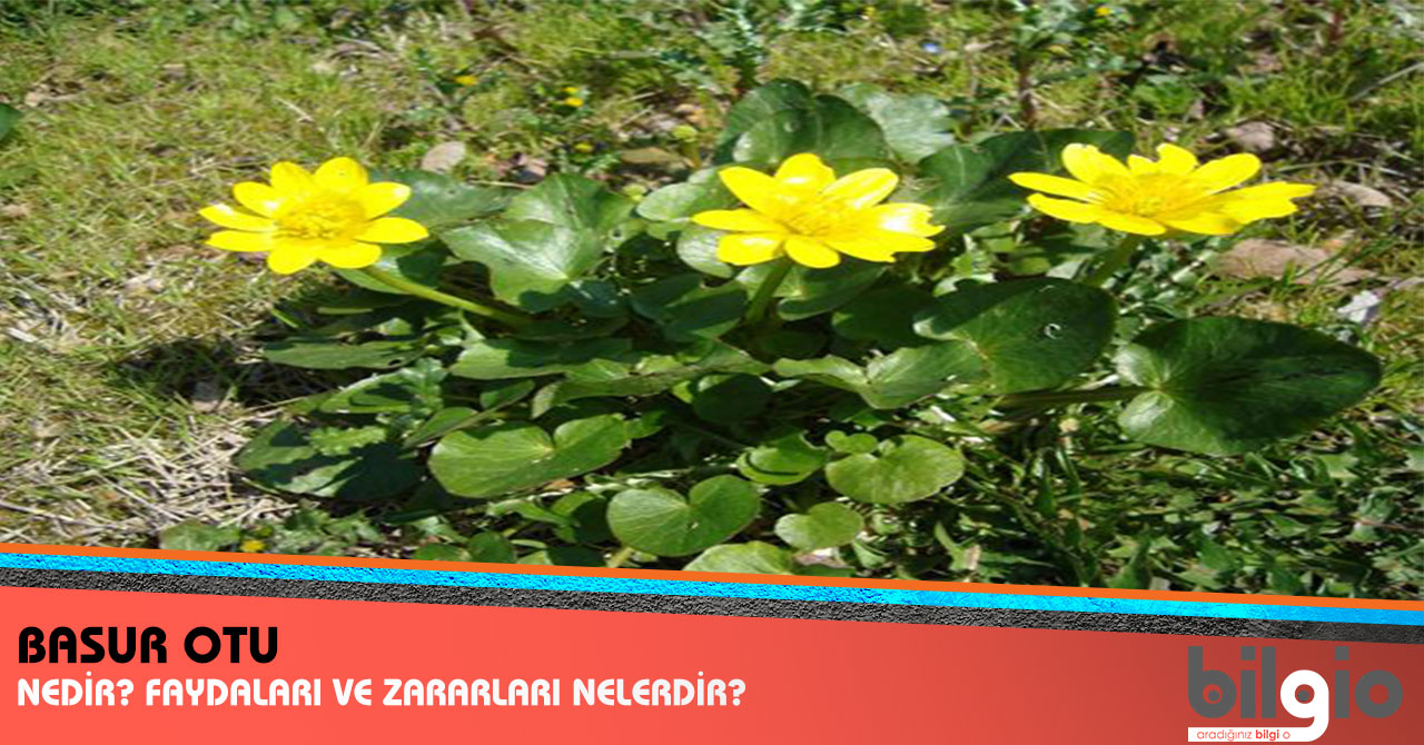 Zahter Nedir Nerelerde Kullanılır Zahter Nedir Nerelerde Kullanılır