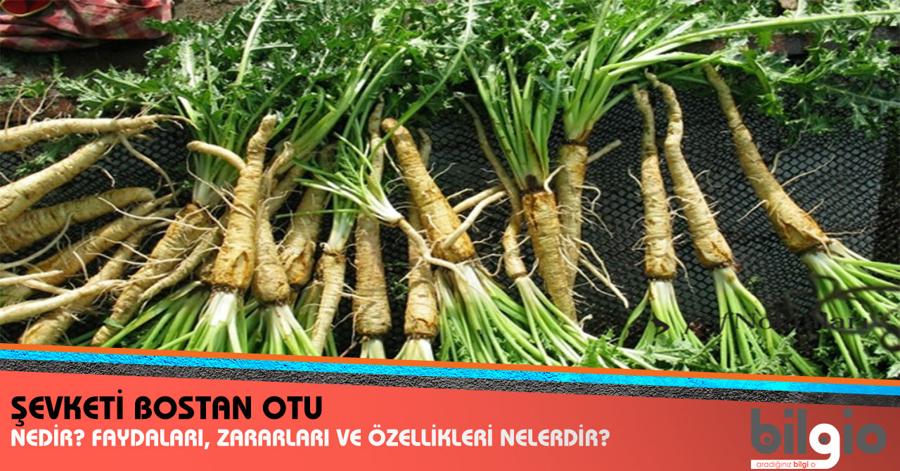 Bostan Otu Neye İyi Gelir Bostan Otu Neye İyi Gelir