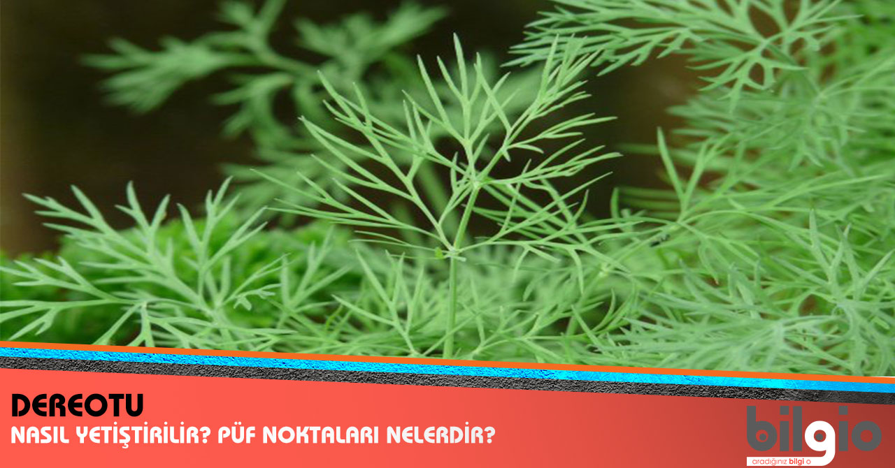Dereotu Nasıl Muhafaza Edilir Dereotu Nasıl Muhafaza Edilir
