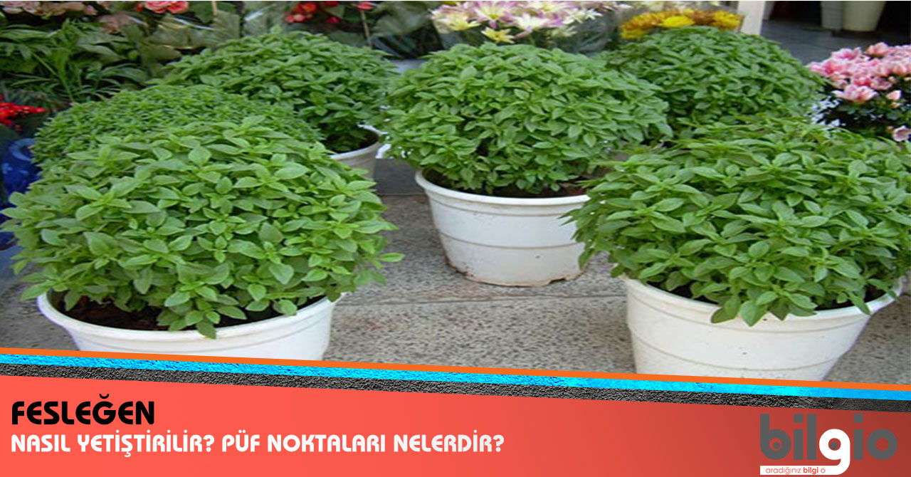 Fesleğen nasıl yetiştirilir 80