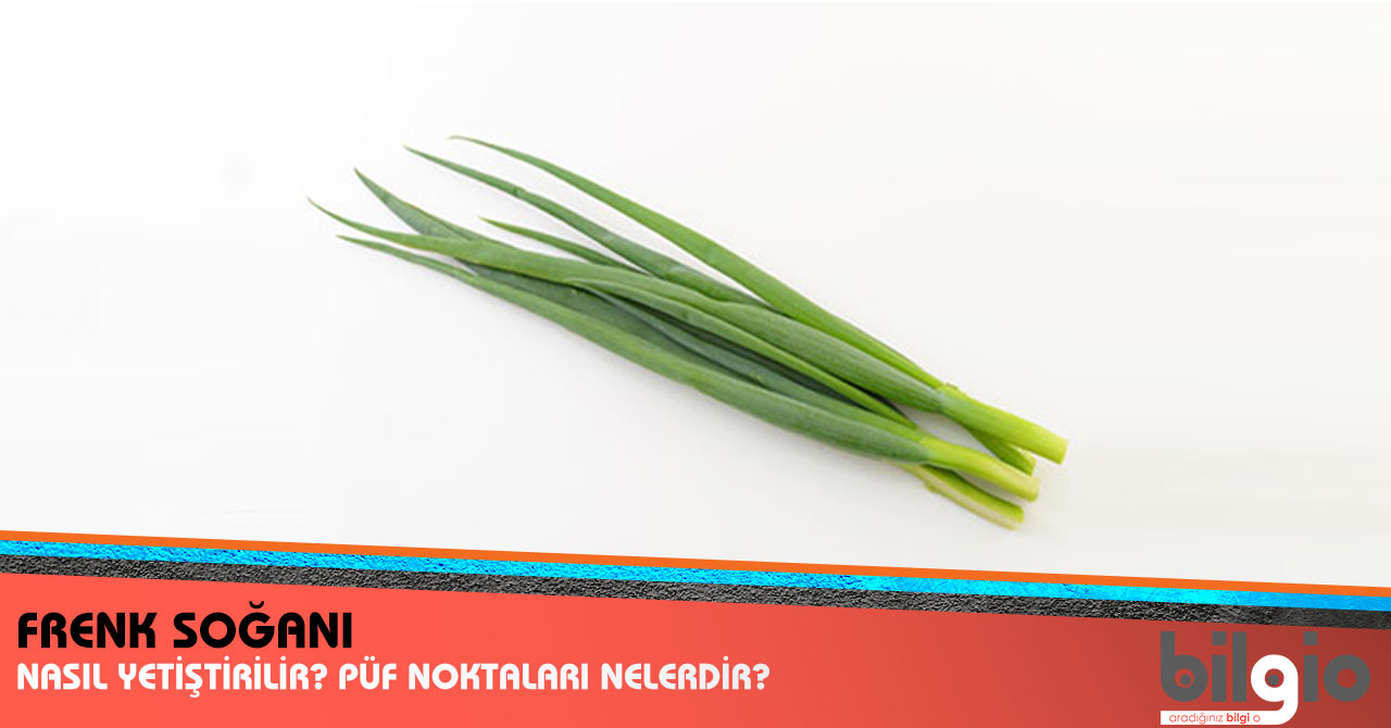Yeşil Soğan Nasıl Saklanır Yeşil Soğan Nasıl Saklanır