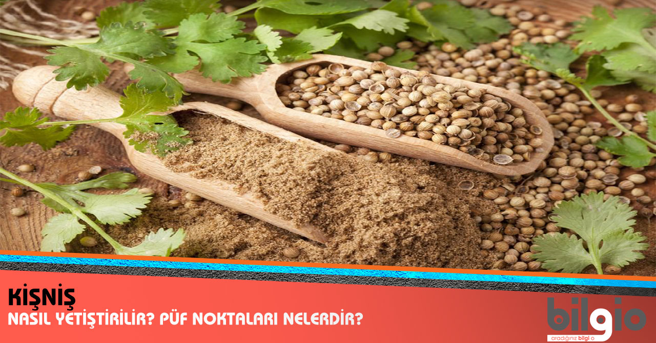 Kişniş Nerelerde Kullanılır Kişniş Nerelerde Kullanılır