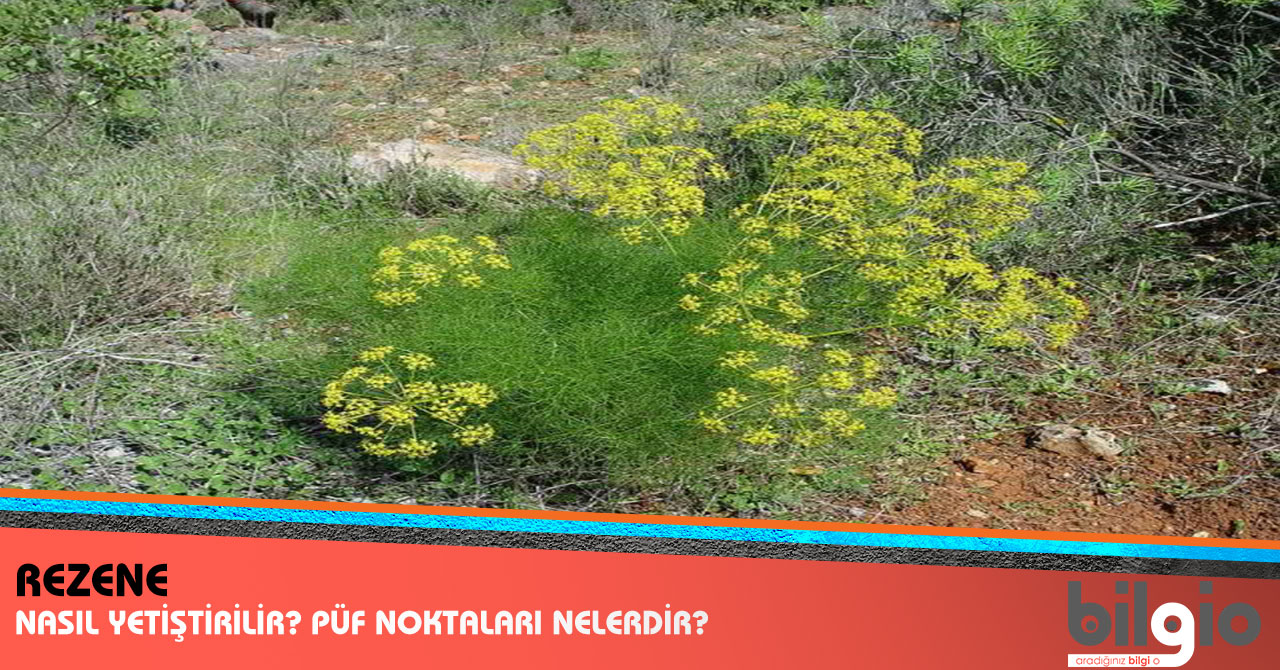 Rezene Nasıl Saklanır Rezene Nasıl Saklanır