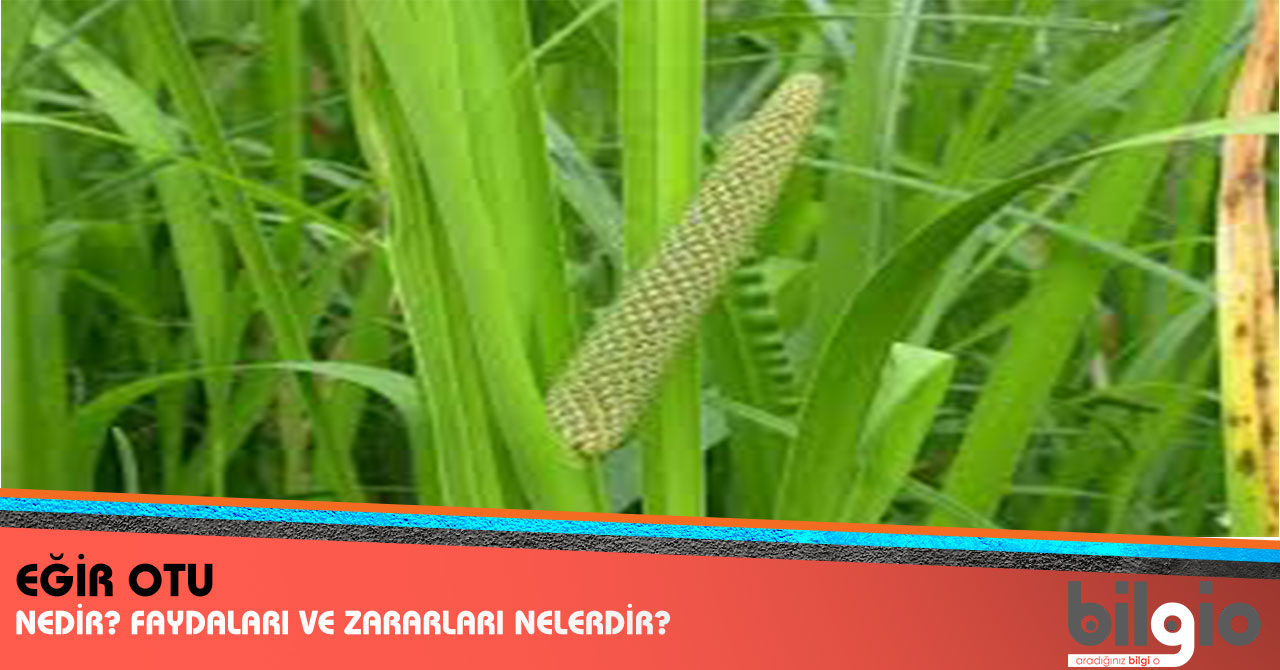 Açık Parfümlerin Zararları ve Yararları Nelerdir Açık Parfümlerin Zararları ve Yararları Nelerdir