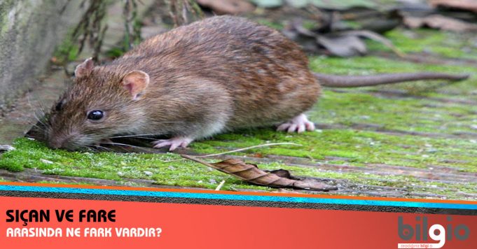 Sıçan ve Fare Arasında Ne Fark Vardır ?