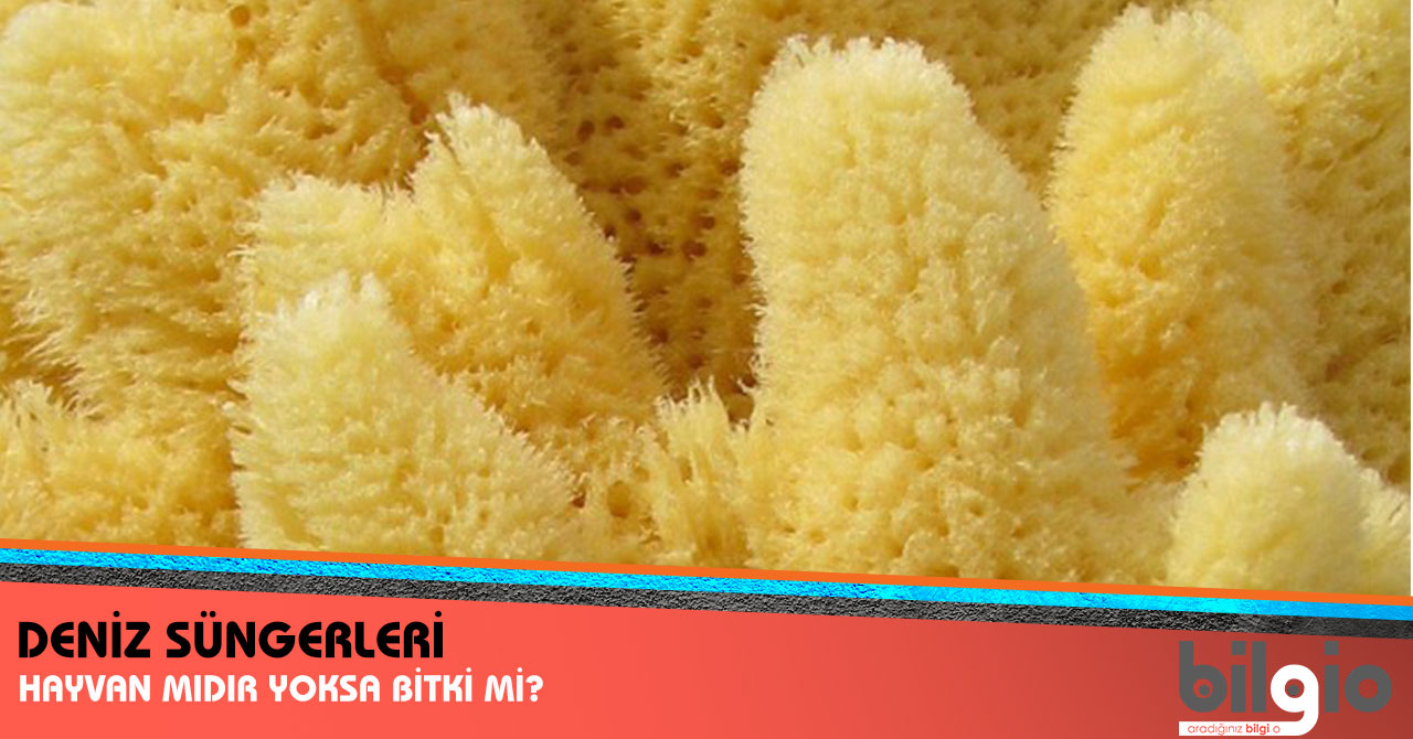 Denizdeki Süngerler Hayvan Mıdır Bitki Midir ?
