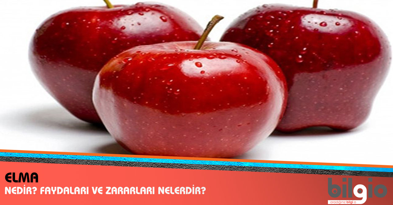Elmaların en lezzetli çeşitleri: bir liste ve açıklama Elmaların en lezzetli çeşitleri: bir liste ve açıklama