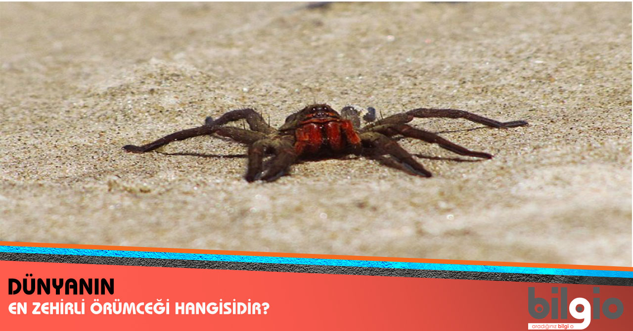 Dünyanın En Zehirli Örümceği Hangisidir ?