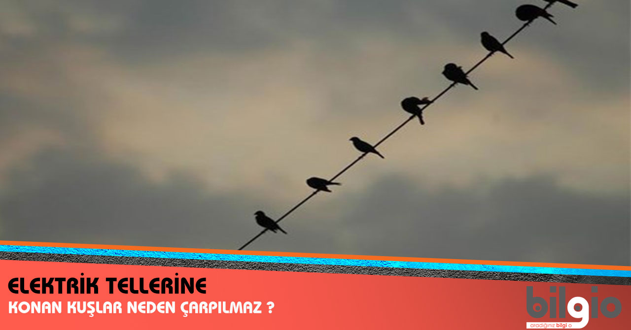 Elektrik Tellerine Konan Kuslar Neden Carpilmaz Bilgio Net