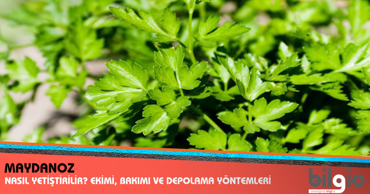 Maydanozun faydaları nelerdir Hangi hastalıklara iyi gelir Maydanozun faydaları nelerdir Hangi hastalıklara iyi gelir