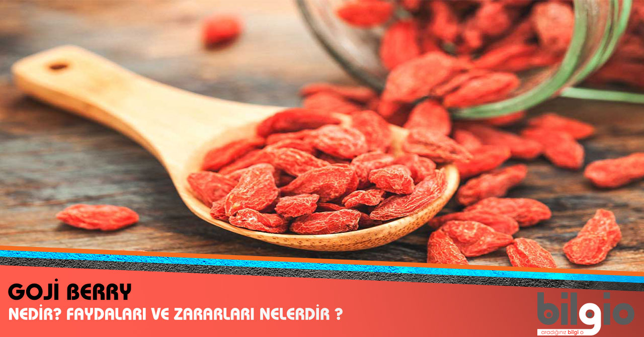 Goji Berry Nedir Faydaları ve Özelikleri Nelerdir Goji Berry Nedir Faydaları ve Özelikleri Nelerdir