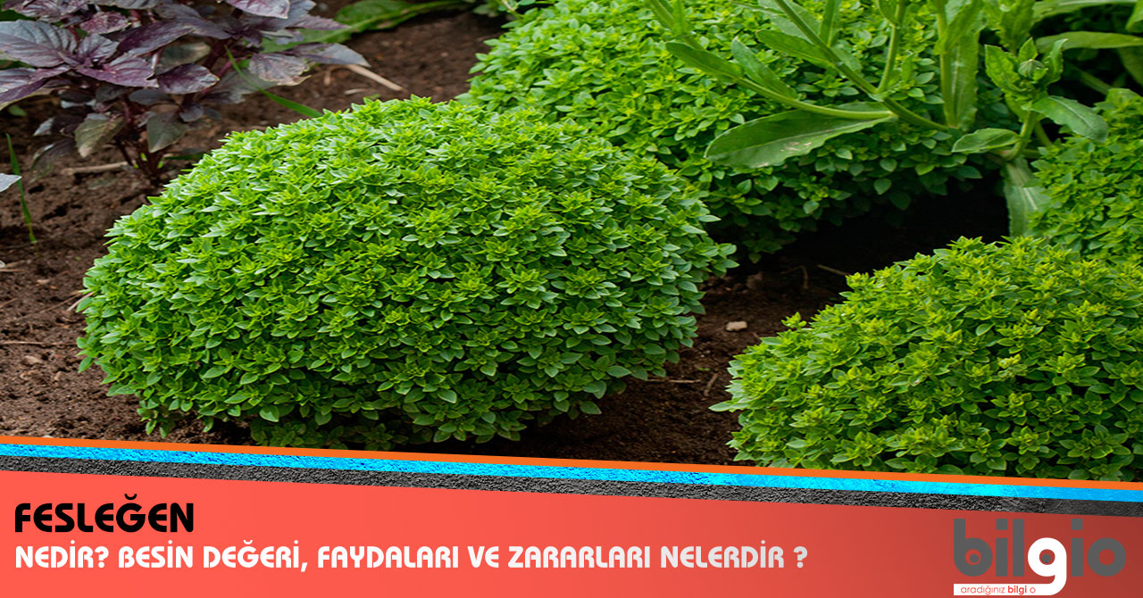 Fesleğenin Faydaları Hakkında Bilgiler Fesleğenin Faydaları Hakkında Bilgiler