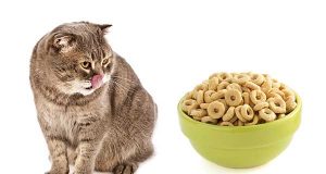 Kediler için tahıl zararlı mı
