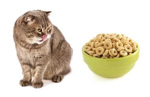 Kediler için tahıl zararlı mı