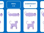 20 30 gram kedi maması nasıl ölçülür