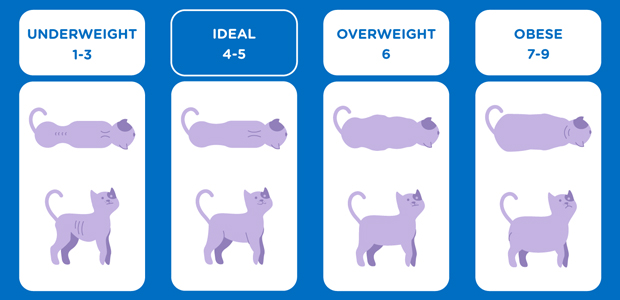 20 30 gram kedi maması nasıl ölçülür