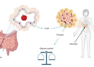 İnsülinotropik ne demek