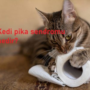 Kedi pika sendromu nedir