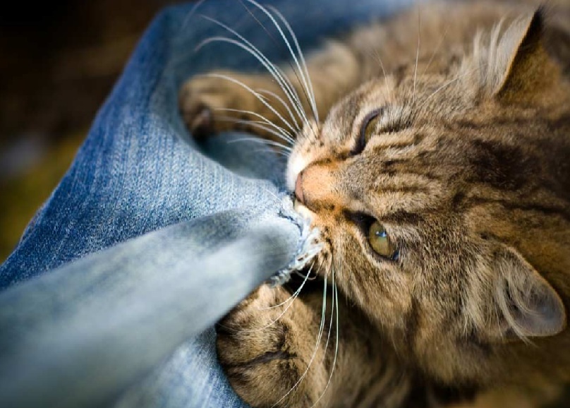 kedi pika sendromu nedir1